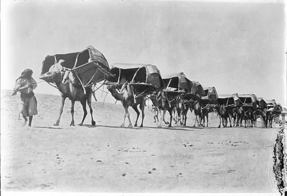Хиджаз. Караван верблюдов с паланкинами, 1910 г.