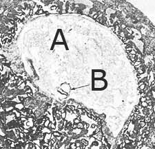 Рис. 3. Эмбрион (отмечен буквой B) на стадии алаки (около 15 дней) в утробе матери. Фактический размер зародыша составляет около 0,6 мм (Мур. Развивающийся человек. Изд. 3-е. Стр. 66; Лисон и Лисон. Гистология).  