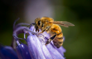 Ученые предложили накормить пчел препаратами омега-3